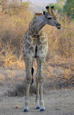 Young Giraffe